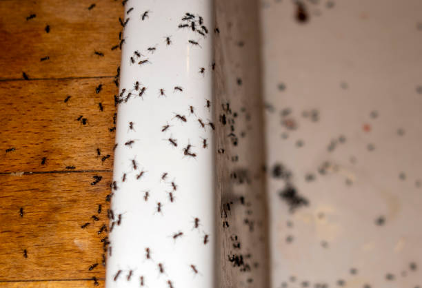 Best Cockroach Control Services  in Baldwinville, MA