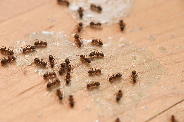 Best Best Pest Control Companies  in Baldwinville, MA